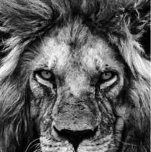 Meet your Posher, Reza